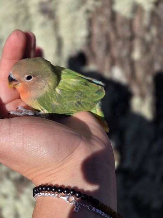 Agapornis Domesticados