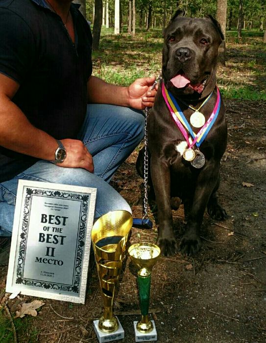 Кане Корсо вязка