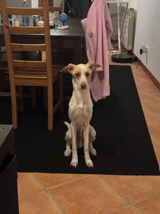 Cãozinho de 4 anos