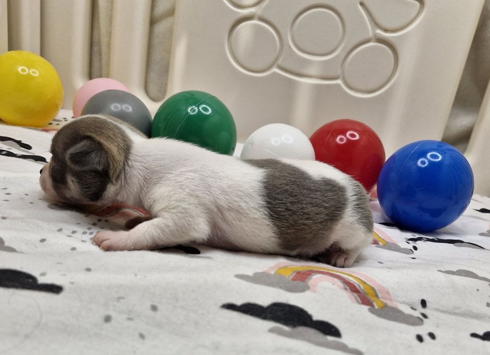 Chihuahua piekny piesek