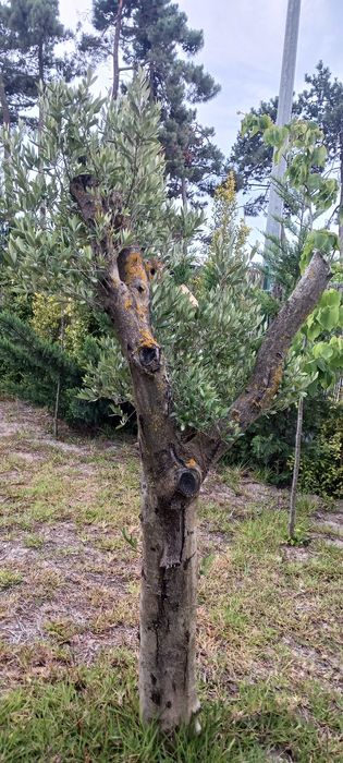 Oliveiras para jardim
