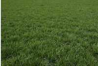 Oddam trawę wydzierżawię pole pastwisko w zamian za koszenie działki