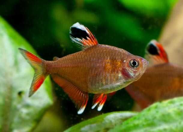 Bystrzyk ornatus white fine rybka akwariowa