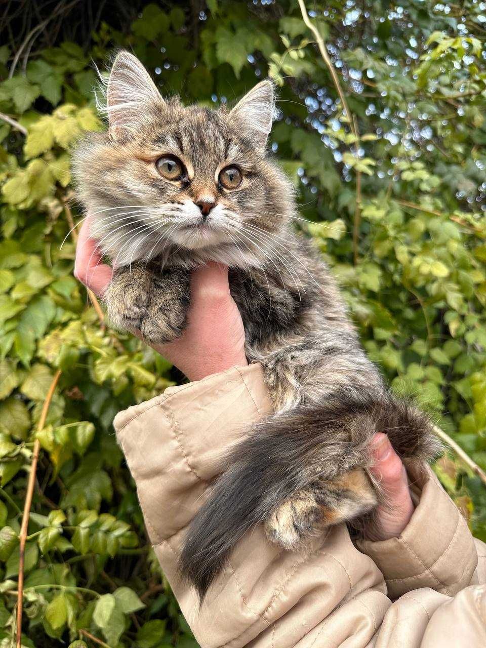 Кошеня, дівчинка, 3-3,5 місяці в люблячу родину