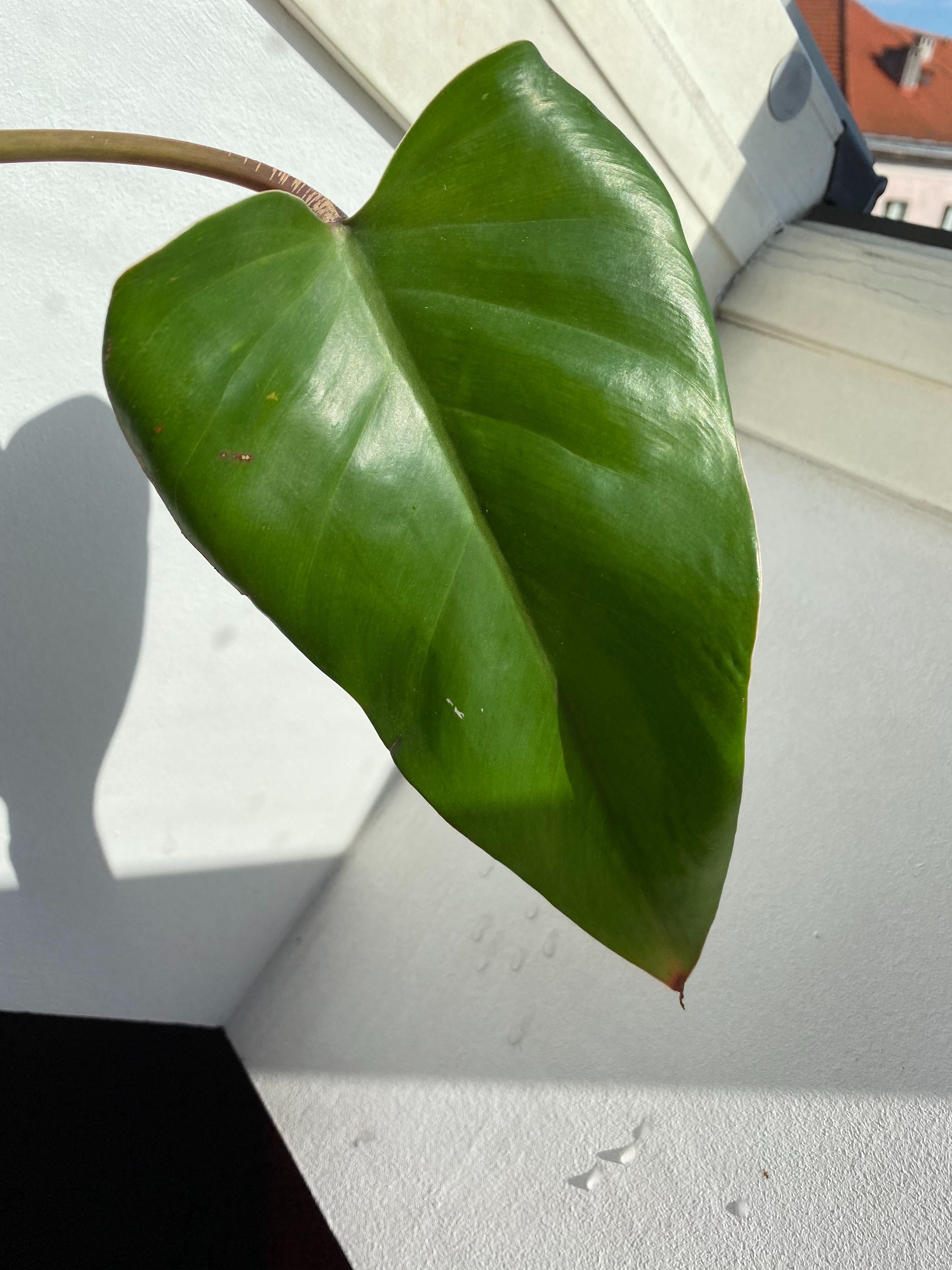 Philodendron Twin Wing