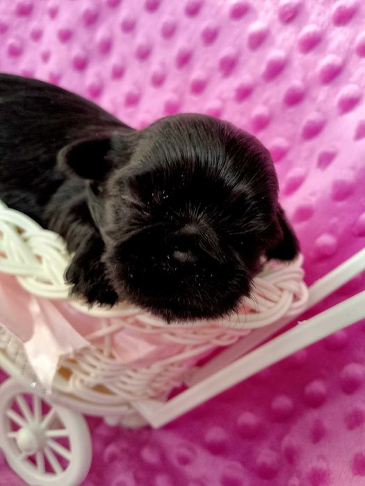 Czarna suczka rasy Shih-Tzu