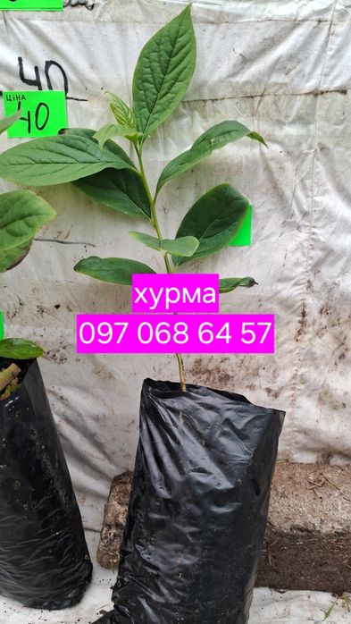 Хурма саджанці від 10 шт . У горщіках.