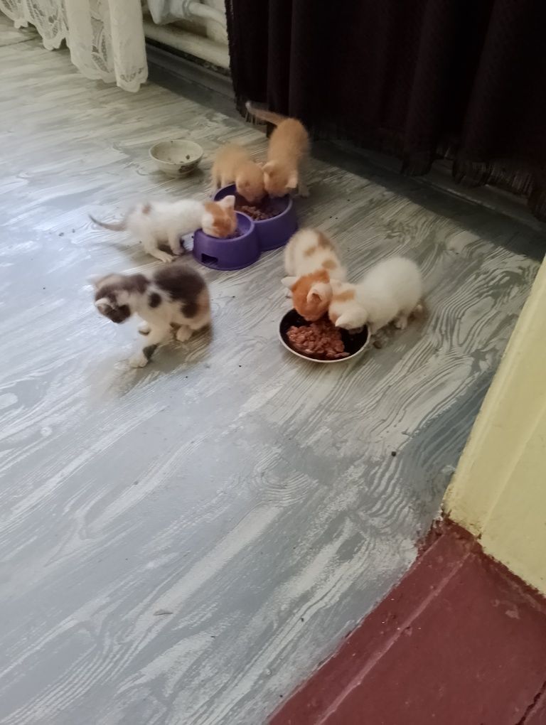 Отдам котят. Пять котиков и одна трёхместная кошечка.