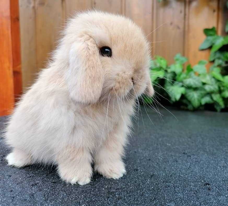 KIT Coelhos anões orelhudos, mini lop super inteligentes e meigos