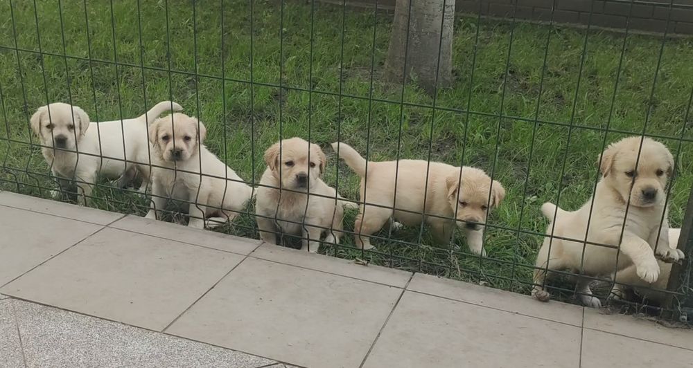 Лабрадорчики. Девочки. Резерв.