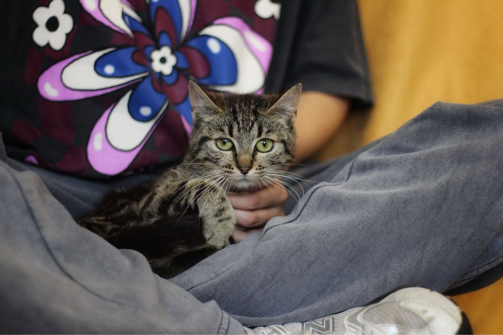 Kotka do adopcji