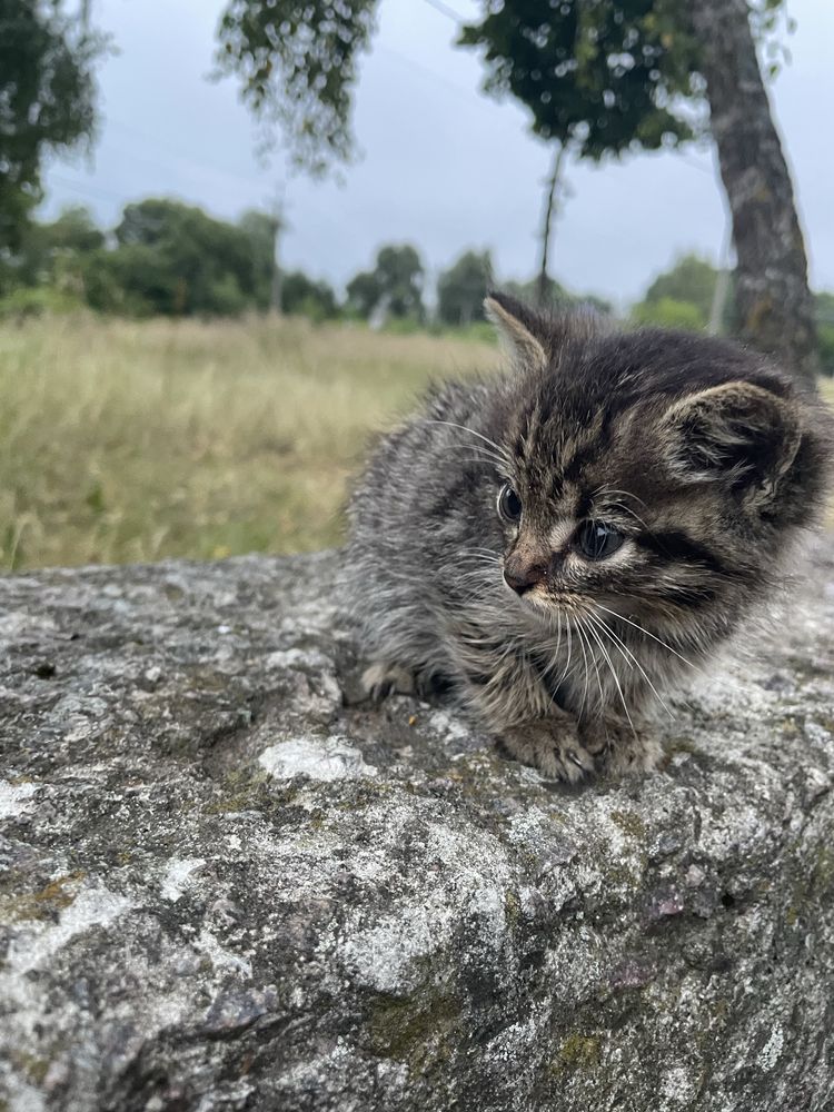 Кіт, котик, кошеня