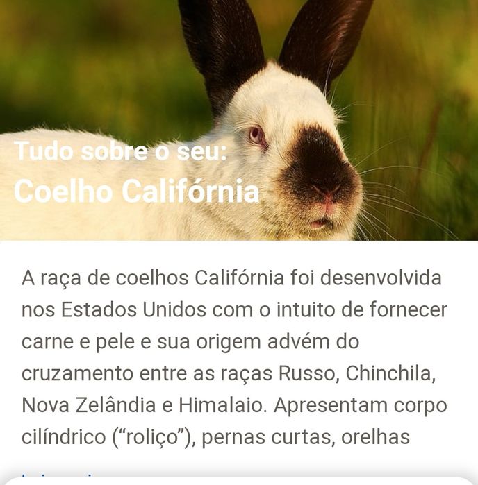 Coelhos raça California