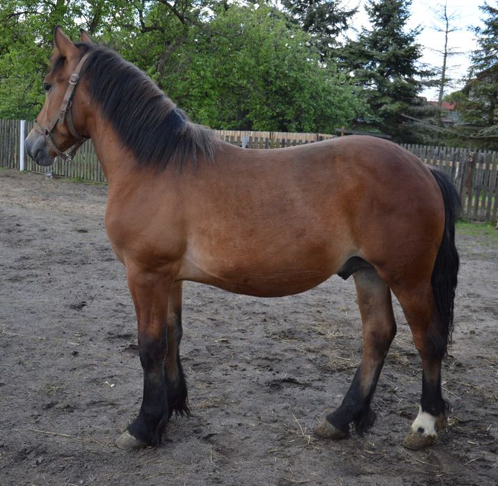 Tanie 2 konie zimnokrwiste