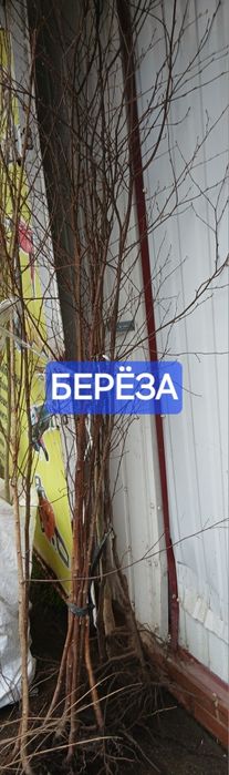 Калина/ліщина/кізіл/береза