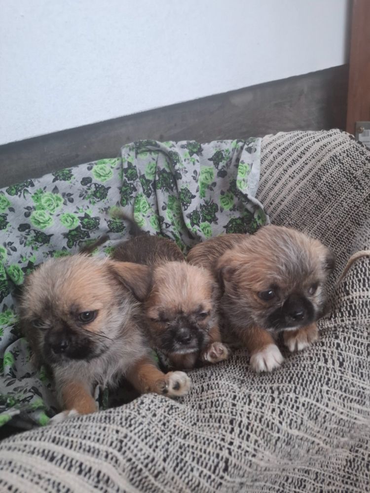 szczeniaki shih tzu Chihuahua