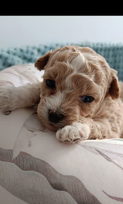 Bichpoo Cavapoo Pudel Toy