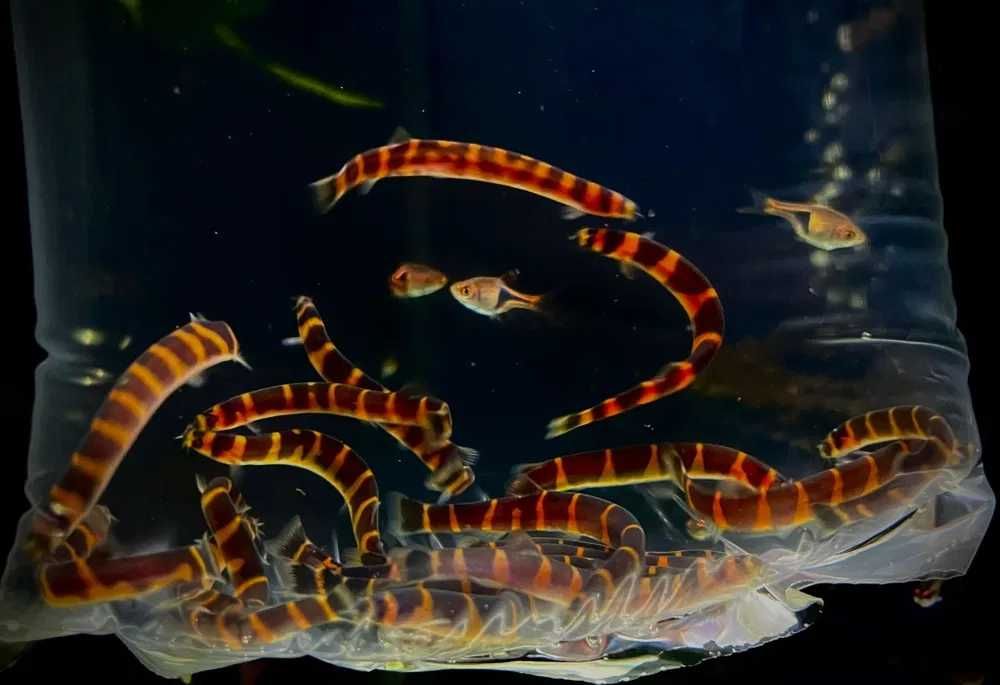Piskorek kuhla - Tina Zoo Gliwice Jasna