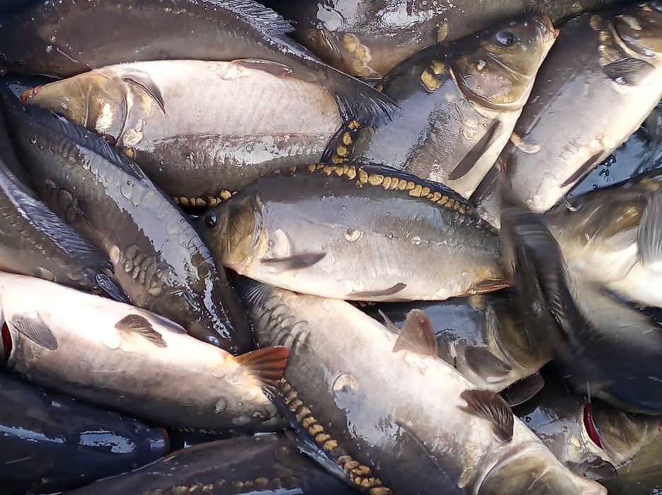 Lin kroczek 6-8 sztuk na kg karp amur szczupak jesiotr