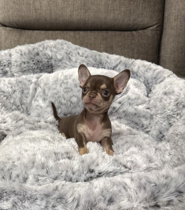 Chihuahua mini sunia czekoladowa Megi