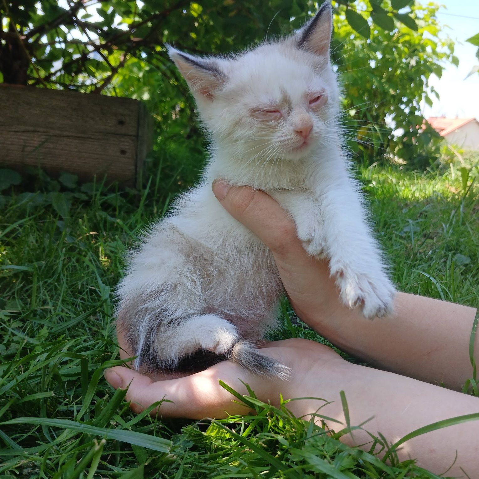 Oddam kotki w dobre ręce