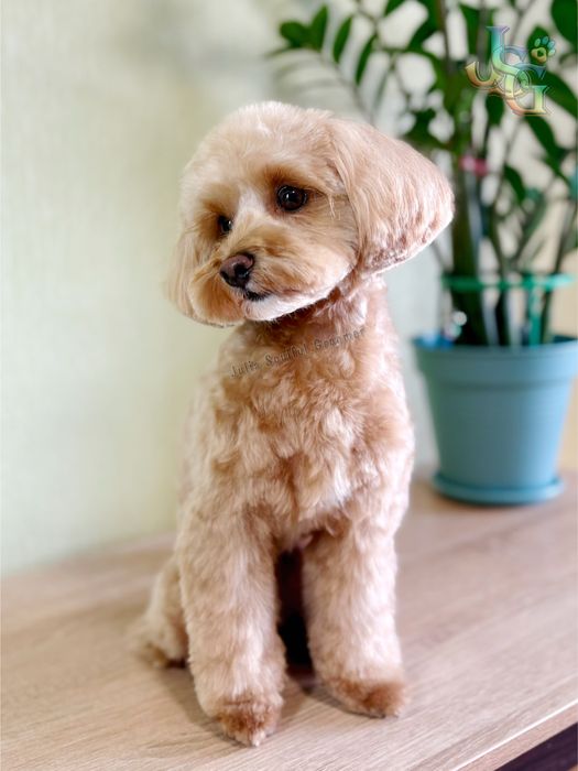 Стрижка собак ~ Грумінг ~ Холодна Гора