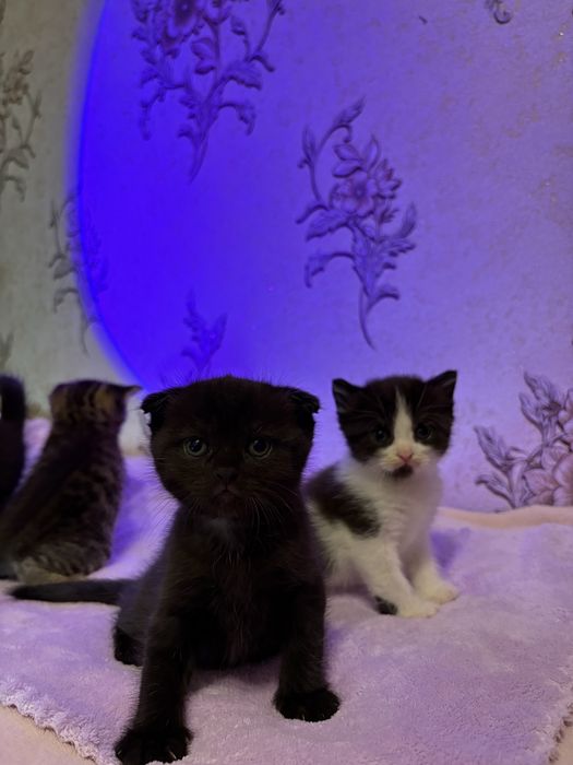 Кошенята від шотландської мами та британського тата