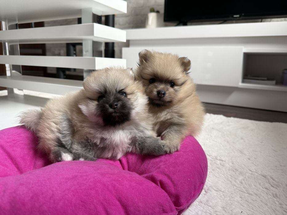 Szpic miniaturowy pomeranian, suczka  orange sable.