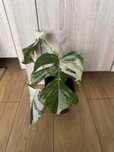 TYLKO ODBIÓR OSOBISTY! Monstera Variegata szczytówka 4 listna