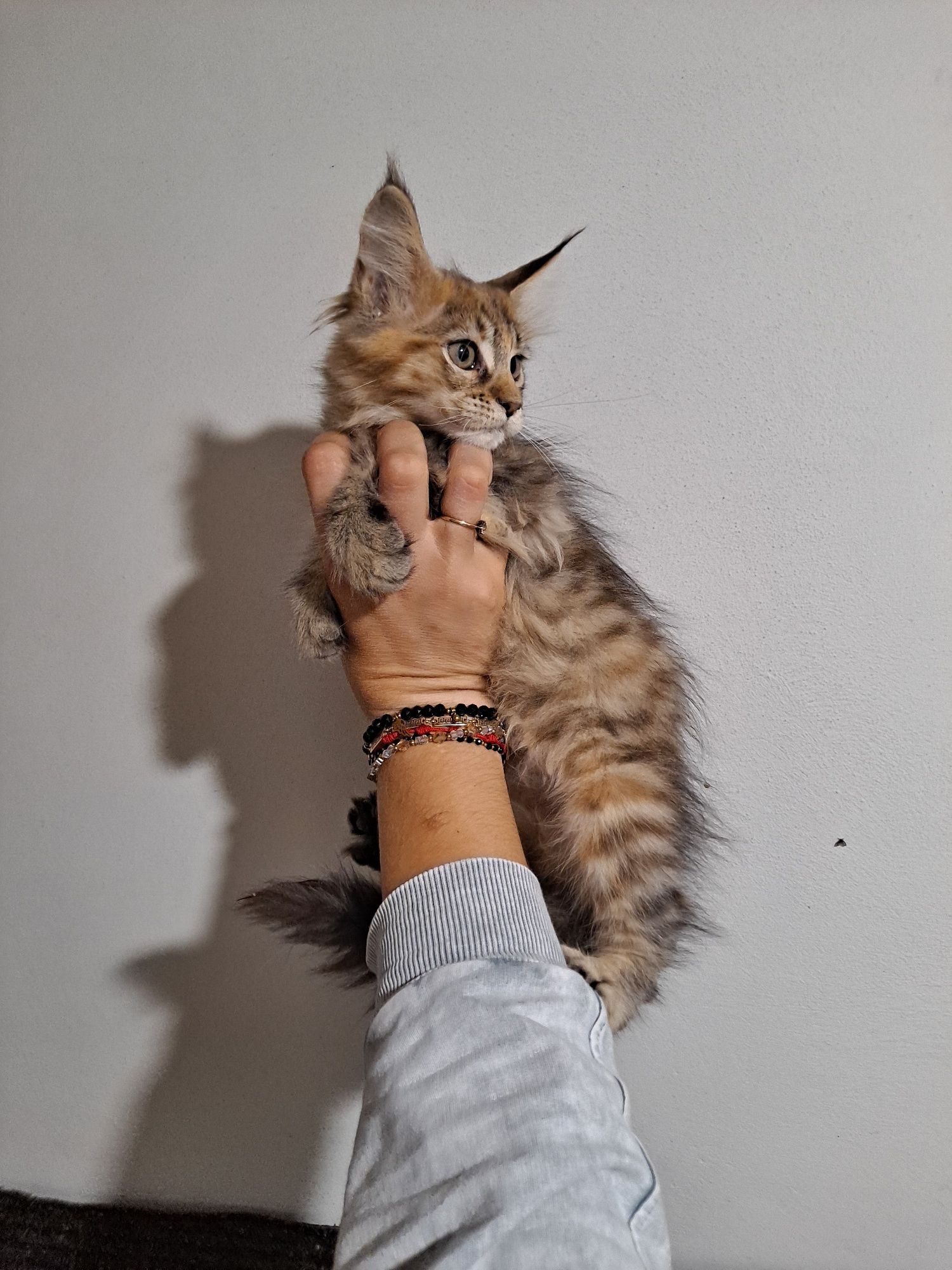 Kotła maine coon