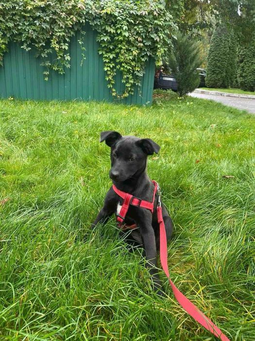 Меліска шукає дім