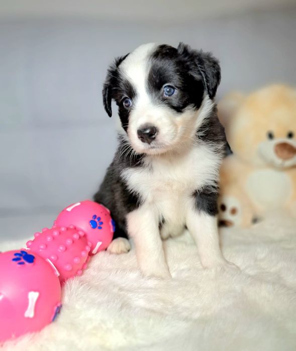 Śliczna cuczka Border Collie.ELZA