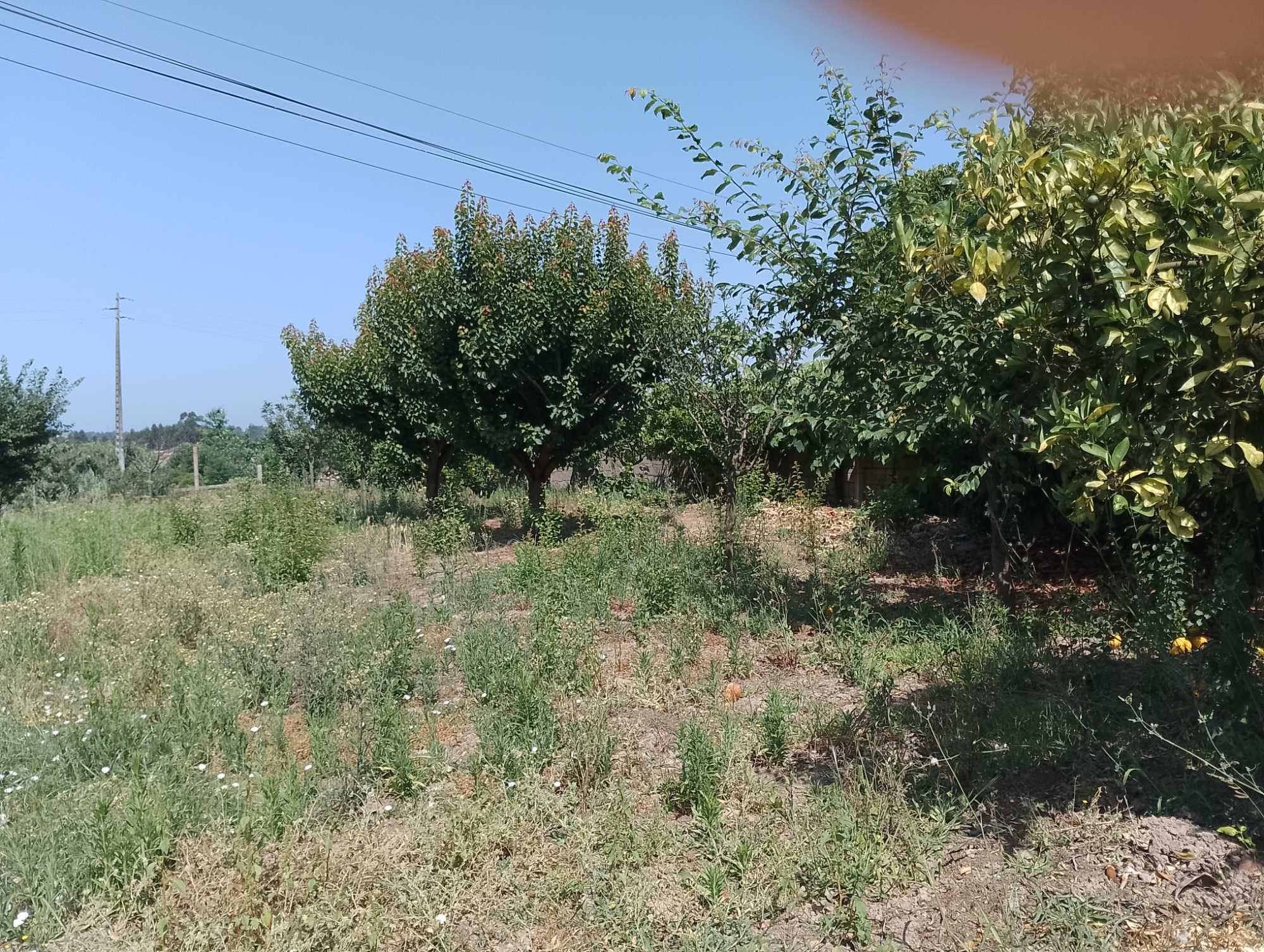Casa antiga para reabilitar, pátio, lagar, currais, quintal arborizado