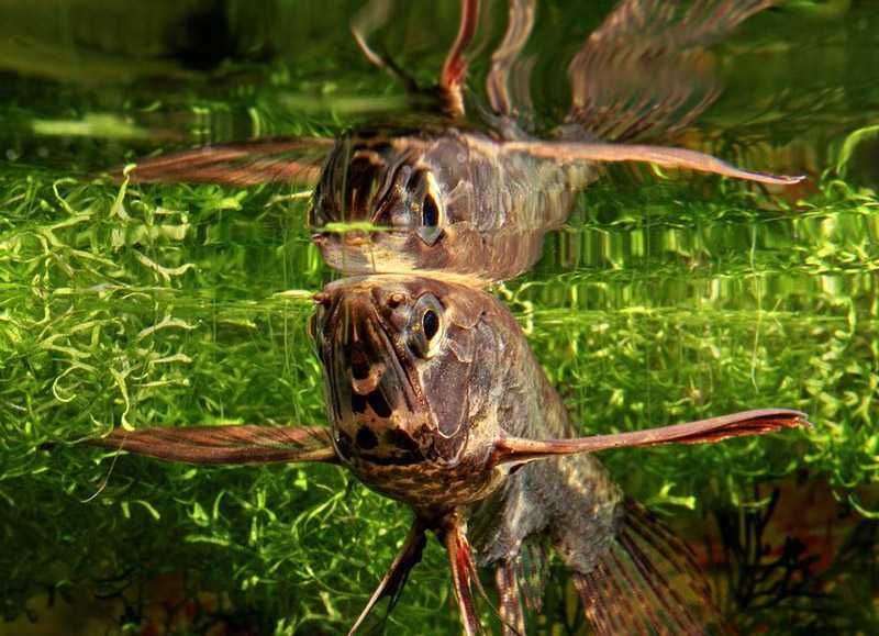 Motylowiec, ryba motyl (Pantodon buchholzi). Cetarius