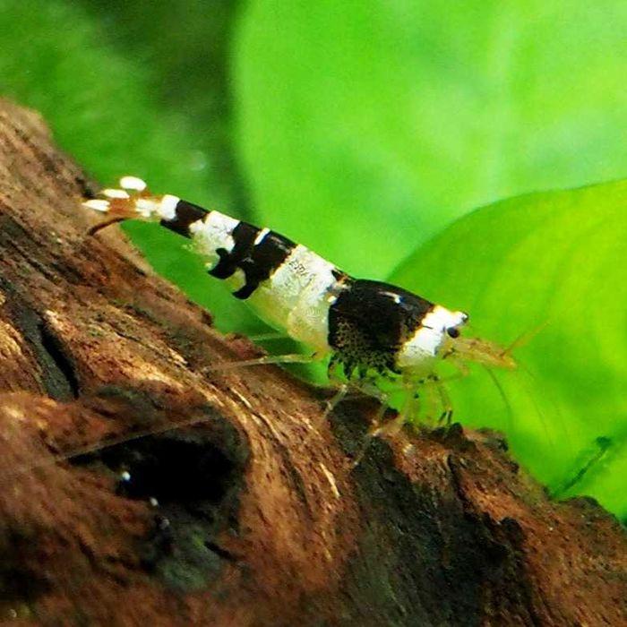 GB Krewetka Biało Czarna - Crystal Black - dowóz ryb!