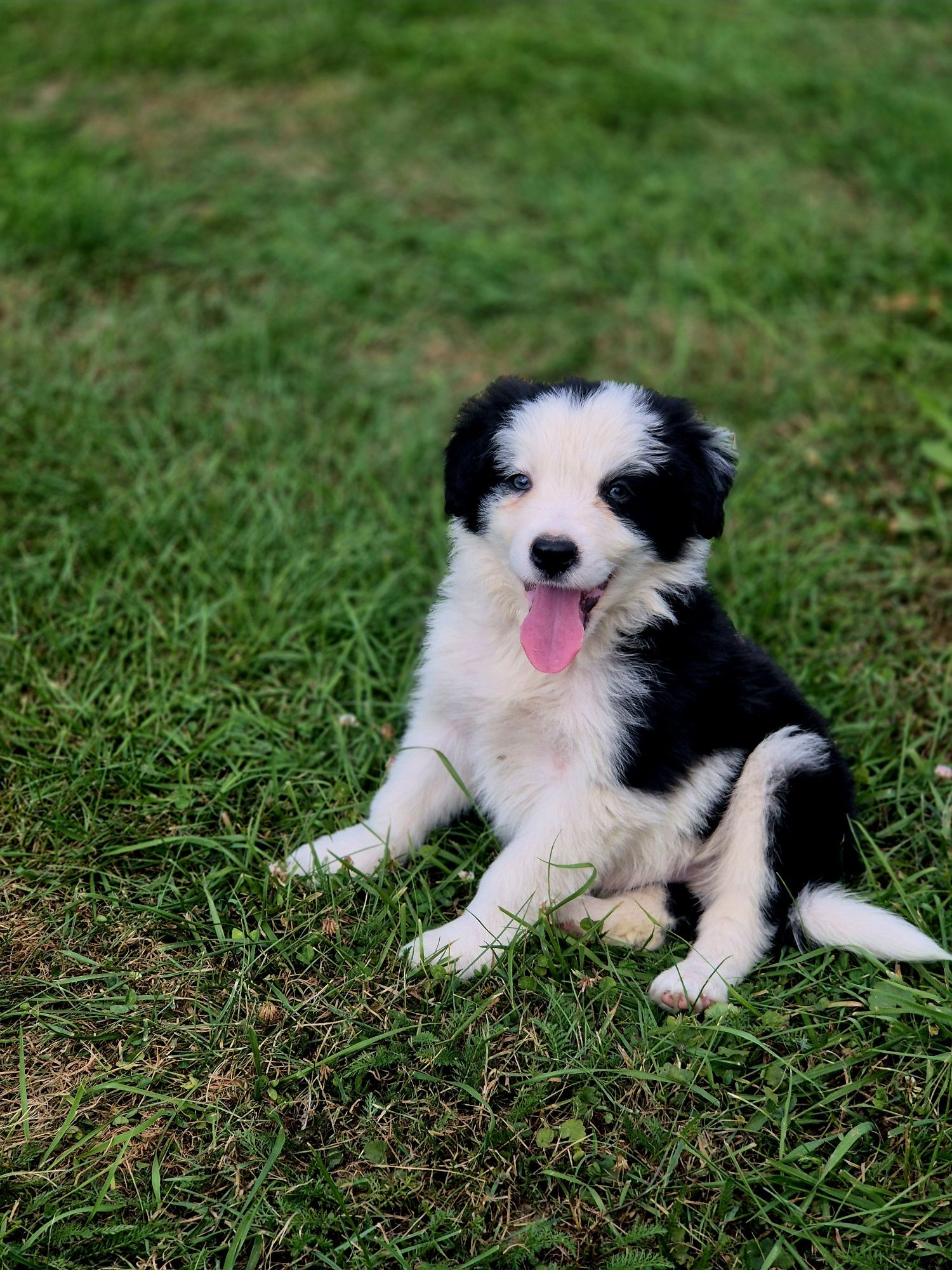 Border Collie chłopiec