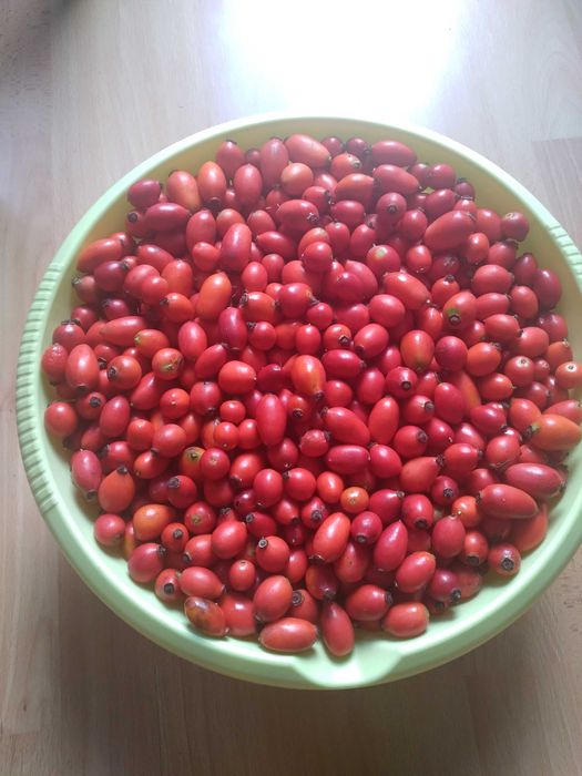 Ekologiczna dzika róża