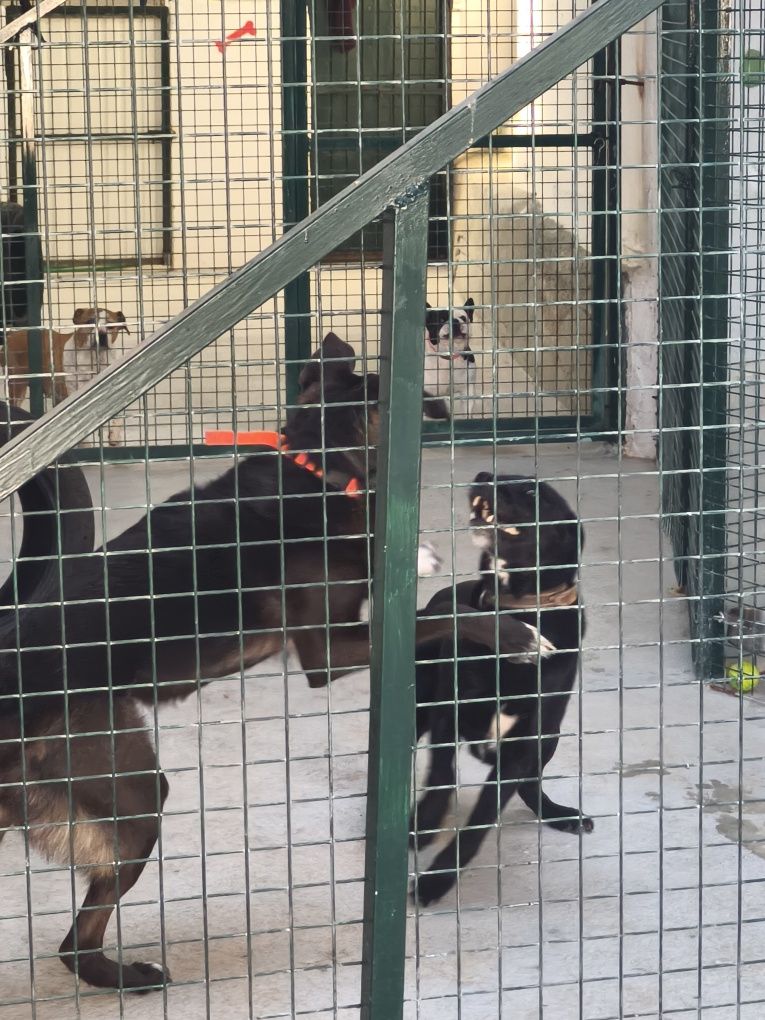 Hotel para cães.