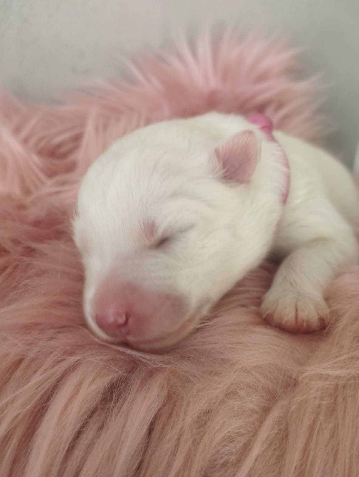 Samoyed, rezerwacja szczeniąt rodowód ZKwP, FCI,