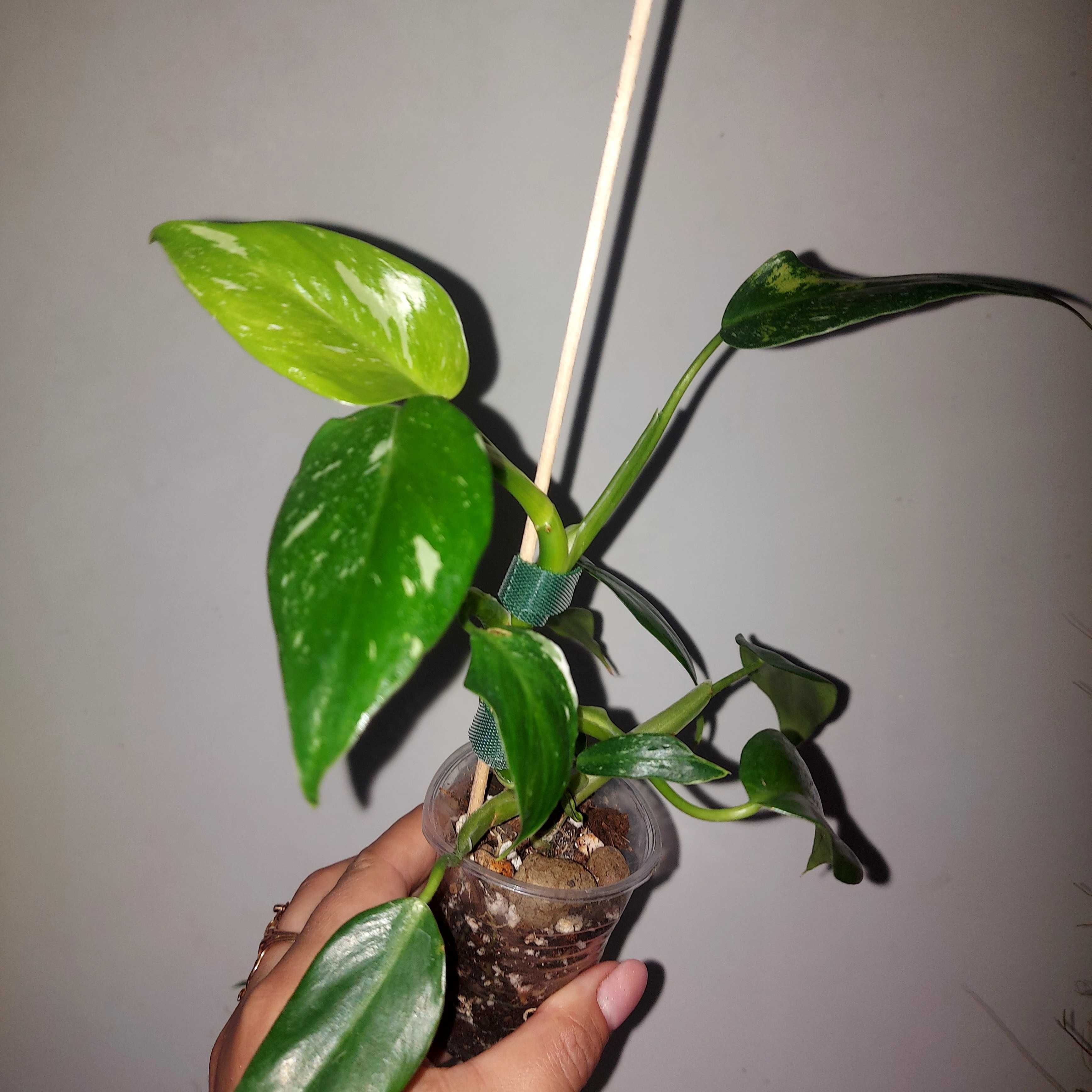 Filodendron White princess