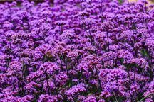Werbena patagońska -byliny Flora Szczecin