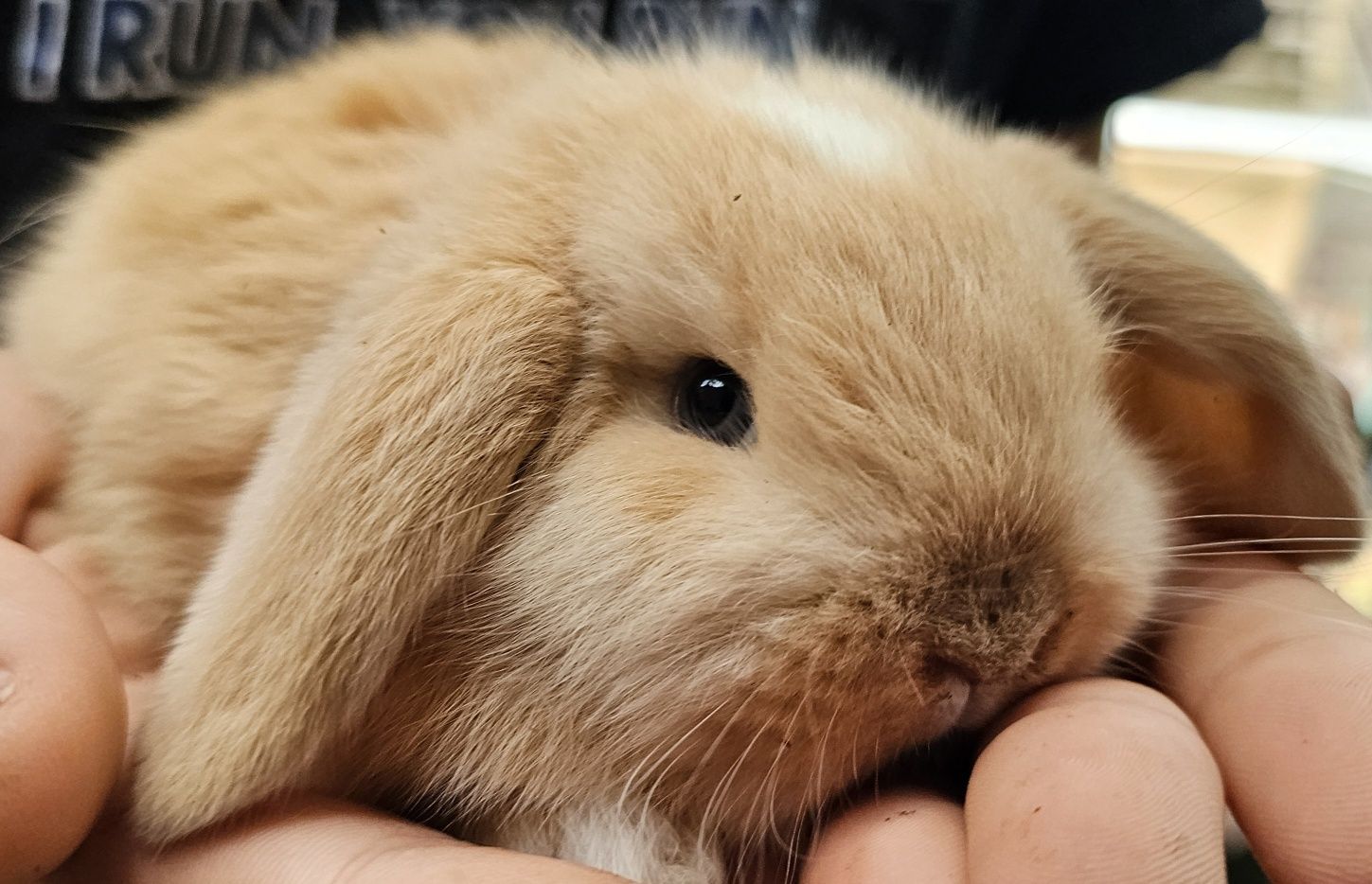 Coelhos anoes varias raças vacinados