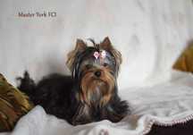 Suczka Yorkshire Terrier z metryką ZKwP/FCI