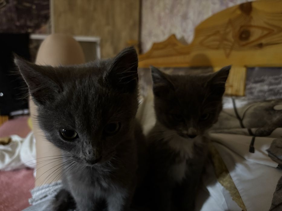 Котиннятка, маленькі котики