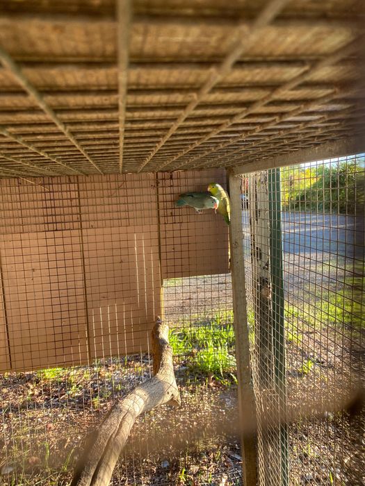 Vendo casal de corpus