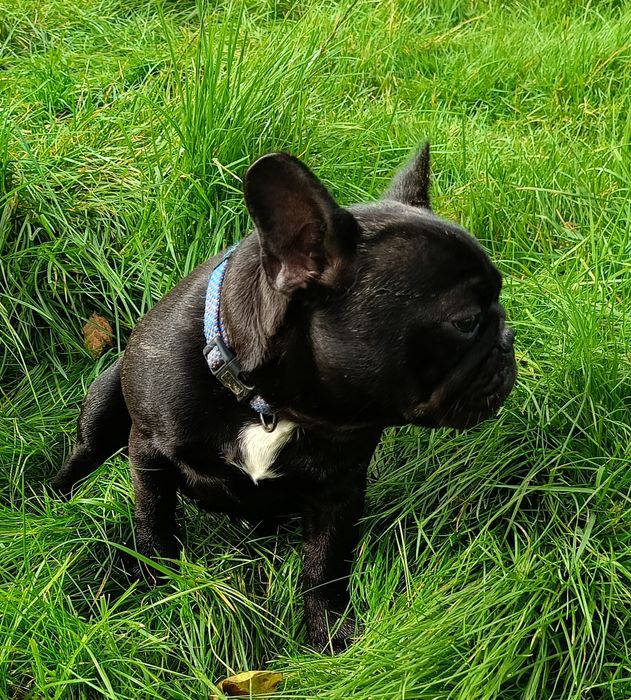 Buldog francuski