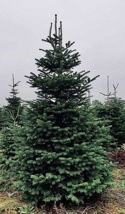 Jodla kaukaska 2.70-4.00 swierk choinki