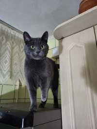Кошка Туча ищет дом