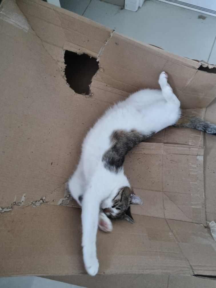 Garbek młody, kochany kocur kot do adopcji!