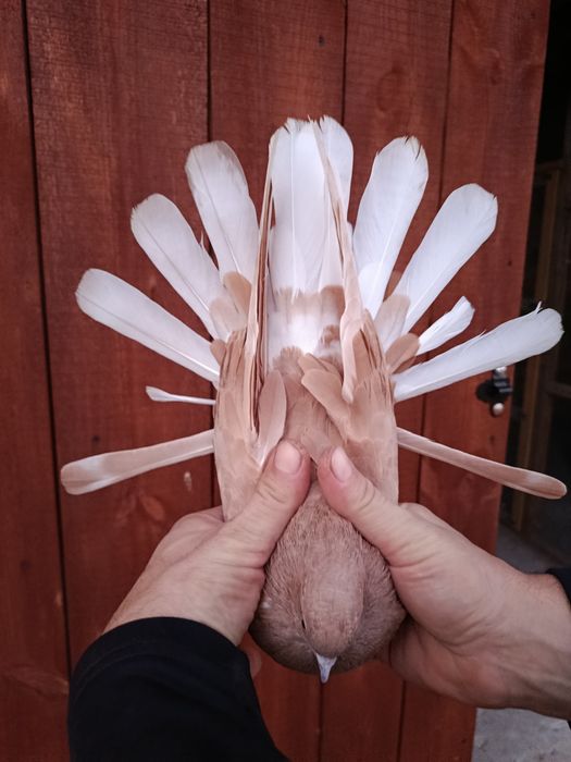 Gołębie orliki szaryki